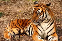  Điểm danh loài động vật quý hiếm đối mặt nguy cơ tuyệt chủng