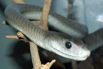 8 loài rắn độc nhất hành tinh, số 3 có nhiều ở Việt Nam