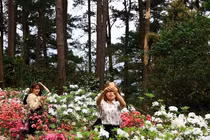 Rực rỡ hoa đỗ quyên tại lễ hội lần đầu tiên ở Vĩnh Phúc