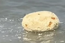 Nhặt được "vật thể lạ" ở biển, thanh niên chớp mắt đổi đời