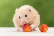 Cuối tháng 7 dương, 3 tuổi vơ hết lộc thiên hạ, gù lưng cõng vàng