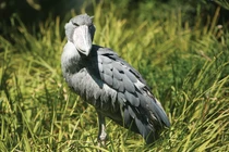 Rợn người loài chim độc ác, sát hại tàn nhẫn cả anh chị em