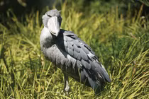 Rợn người loài chim độc ác, sát hại tàn nhẫn cả anh chị em