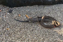 Một con rắn nuốt 2 con rắn, khoa học lần đầu tiên ghi nhận 