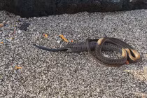 Một con rắn nuốt 2 con rắn, khoa học lần đầu tiên ghi nhận 