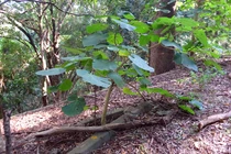 Loài cây 'đau đớn' nhất hành tinh, tiết ra nọc độc rợn người