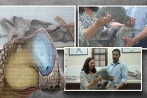 'Quái thú' khổng lồ chưa từng biết đến bất ngờ lộ diện