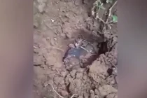 Báu vật từ trên trời rơi xuống, cả nhà đổi đời sau một đêm