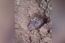 Báu vật từ trên trời rơi xuống, cả nhà đổi đời sau một đêm