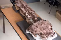 Kinh ngạc sinh vật đầm lầy khổng lồ với hộp sọ hình 'bồn cầu'