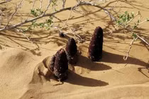 Loài thực vật siêu quý hiếm trong cát, có tiền chưa chắc mua được