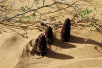 Loài thực vật siêu quý hiếm trong cát, có tiền chưa chắc mua được