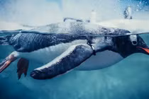 Chim cánh cụt bị nghi là sinh vật đến từ hành tinh khác?