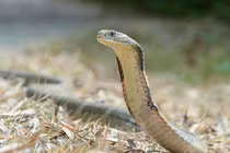 Phát hoảng 'quái thú' lẩn quất trong sân nhà làm chuyện động trời