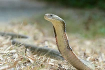 Phát hoảng 'quái thú' lẩn quất trong sân nhà làm chuyện động trời