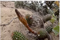 Loài cây dại mọc ven đường có giá tiền tỷ, giới đại gia săn lùng