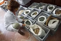 Đụng trúng bình chứa kho báu, chuyên gia hô: “Lập tức dừng thi công!” 