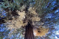 Giật mình loài cây bí ẩn 'sống như hồn ma', chuyên gia rối não