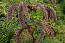 Loài cây kịch độc trong Sách Đỏ thế giới, ở Việt Nam mọc đầy