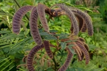 Loài cây kịch độc trong Sách Đỏ thế giới, ở Việt Nam mọc đầy