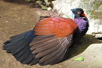 Kinh ngạc sinh vật tuyệt tích 140 năm bất ngờ tái sinh kỳ diệu 