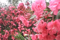 5 loại hoa mang điềm xui, không nên trồng trong nhà