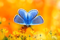 Ai sinh vào 4 khung giờ này mang mệnh Phượng hoàng, hậu vận viên mãn