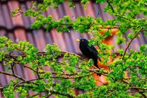 3 ngày sinh Âm lịch của người khôn ngoan, càng già càng như ý