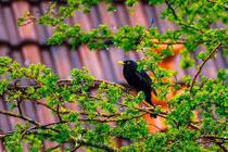 3 ngày sinh Âm lịch của người khôn ngoan, càng già càng như ý