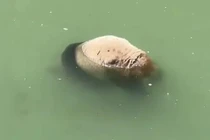 Gấu trúc khổng lồ chết đuối dù biết bơi thuần thục, lý do là vì...