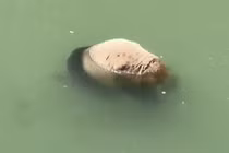 Gấu trúc khổng lồ chết đuối dù biết bơi thuần thục, lý do là vì...