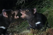 Loài thú sát thủ hồi sinh sau 3.000 năm, tiếng kêu gây ám ảnh