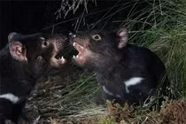 Loài thú sát thủ hồi sinh sau 3.000 năm, tiếng kêu gây ám ảnh