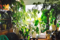 3 cây cảnh cát tường, mang may mắn vào nhà, người giàu thích trồng