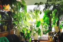 3 cây cảnh cát tường, mang may mắn vào nhà, người giàu thích trồng