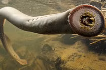 Kỳ lạ loài cá quỷ siêu đắt đỏ, đại gia săn lùng ráo riết