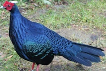 Tận mục loài gà đặc biệt quý hiếm, chỉ có ở Việt Nam