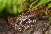 Việt Nam phát hiện loài động vật mới chưa từng có trên thế giới