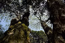 Loài cây quý hiếm nhất thế giới, được canh gác nghiêm ngặt 24/24