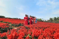 Thung lũng hoa Hồ Tây hút du khách 'check in' trong ngày Tết Dương lịch