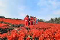 Thung lũng hoa Hồ Tây hút du khách 'check in' trong ngày Tết Dương lịch