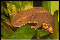 Loài cá quý hiếm bậc nhất thế giới, chỉ có ở Việt Nam