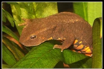 Loài cá quý hiếm bậc nhất thế giới, chỉ có ở Việt Nam