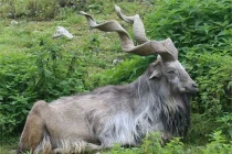 10 loài động vật kỳ lạ nhất Trái đất: Việt Nam có 3 loài