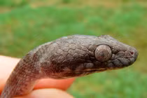 Kinh ngạc loài 'rắn ma' kỳ quái mới ở Madagascar