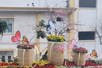 Đỏ mắt tìm hoa đào ở thành phố hoa Đà Lạt