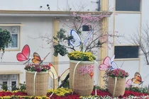 Đỏ mắt tìm hoa đào ở thành phố hoa Đà Lạt