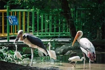 Ngắm loài chim quý hiếm ở Việt Nam có trong Sách Đỏ thế giới