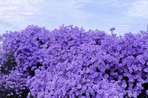 Cây cảnh dân dã, 'vua hoa' nở nghìn bông chiêu tài, hút lộc