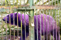 Kẻ lạc bầy trong giới động vật gây sửng sốt mọi ánh nhìn